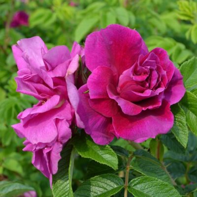 Hansa Hybrid Rugosa Rose Garden Plant