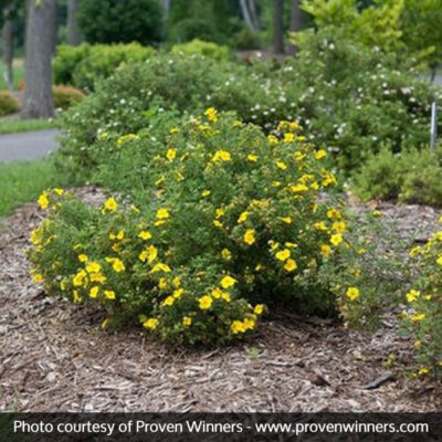 Happy Face Yellow Potentilla Garden Plant