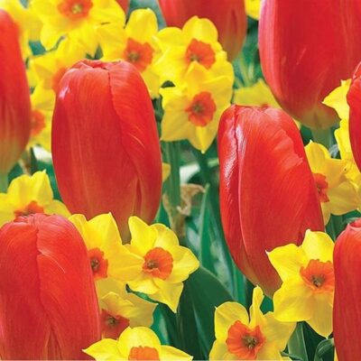 Happy Sunset Tulip/Daffodil Mix Garden Plant