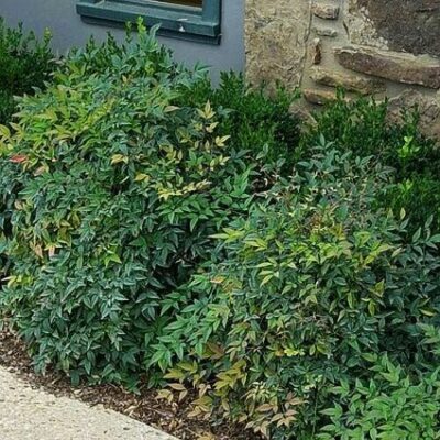 Harbor Dwarf Nandina Garden Plant