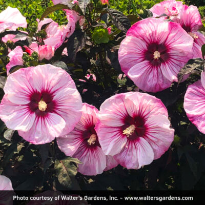 Hardy Hibiscus Cherry Choco Latte Garden Plant