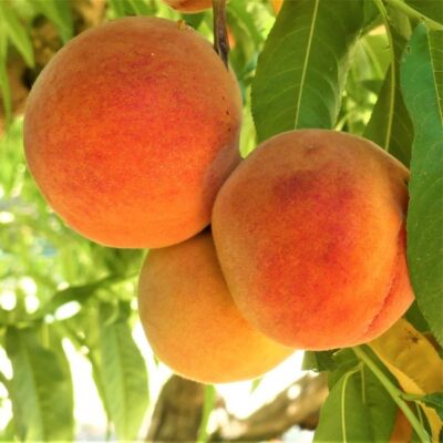 Harken Peach Tree Garden Plant