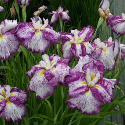 Harlequinesque Japanese Iris Garden Plant