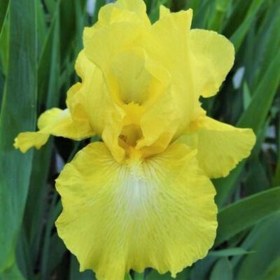 Harvest of Memories Tall Bearded Iris Garden Plant