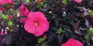 Head Over Heels Passion Hibiscus Garden Plant