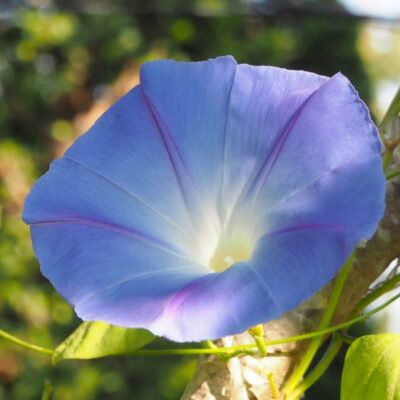 Heavenly Blue Morning Glory Garden Plant