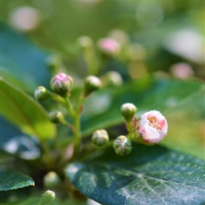 Hedge Cotoneaster Garden Plant