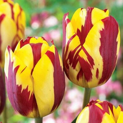 Helmar Tulip Garden Plant