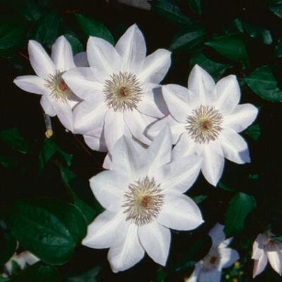 Henryi Clematis Garden Plant