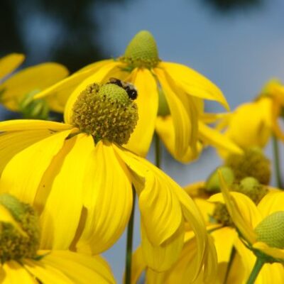 Herbstonne Black-Eyed Susan Garden Plant