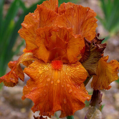 Hermes Tall Bearded Iris Garden Plant