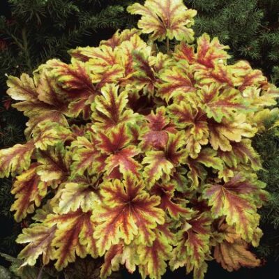 Heucherella Golden Zebra Garden Plant