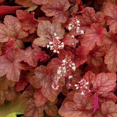 Heucherella Redstone Falls Garden Plant