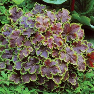 Heucherella Solar Eclipse Garden Plant