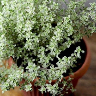 Hi Ho Silver Thyme Garden Plant