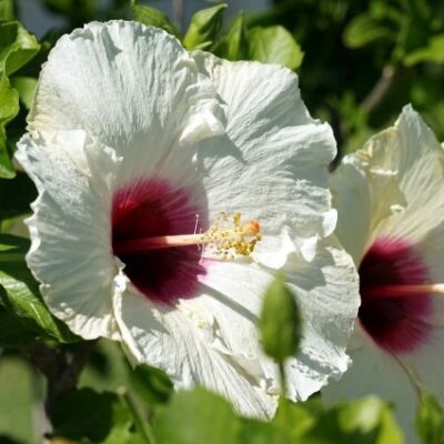 Hibiscus Luna White Garden Plant