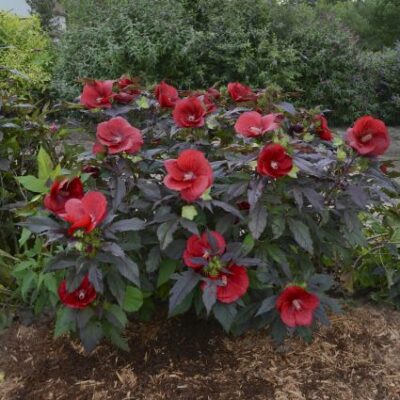 Hibiscus Midnight Marvel Garden Plant