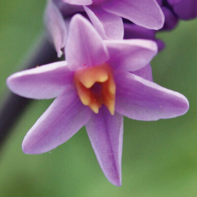 Himba Society Garlic Garden Plant