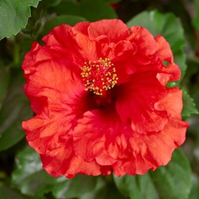 Hollywood Hibiscus Bombshell Garden Plant