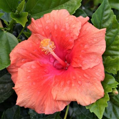 Hollywood Hibiscus First To Flirt Garden Plant