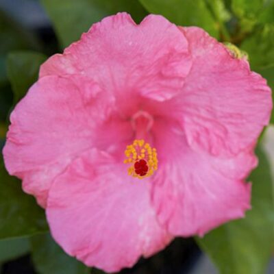 Hollywood Hibiscus Polly Jolly Garden Plant