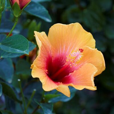 Hollywood Hibiscus Social Butterfly Garden Plant