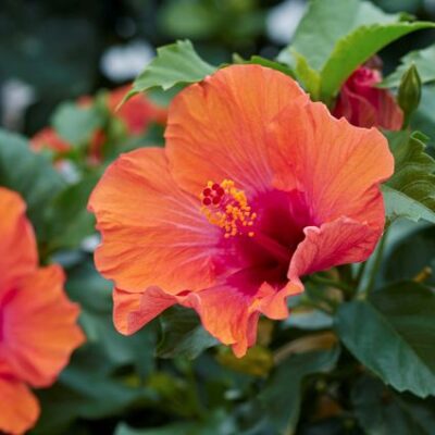 Hollywood Hibiscus Starlette Garden Plant