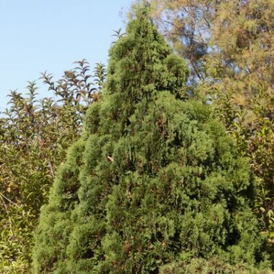 Holmstrup Arborvitae Garden Plant