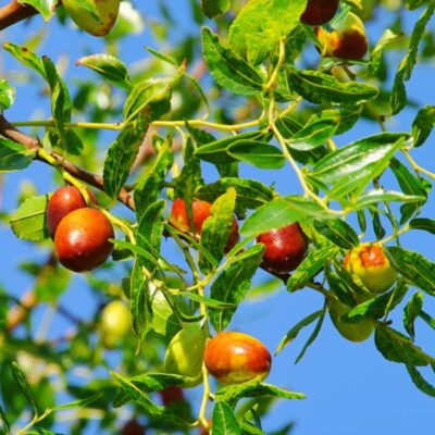 Honey Jar Jujube Garden Plant