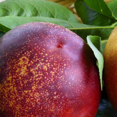 Honey Kist Nectarine Tree Garden Plant