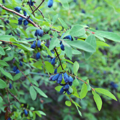 Honeybee Honeyberry Garden Plant