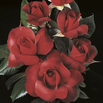 Hot Cocoa Rose Tree Garden Plant