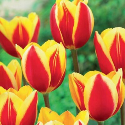 Hot Honey Rag Tulip Garden Plant