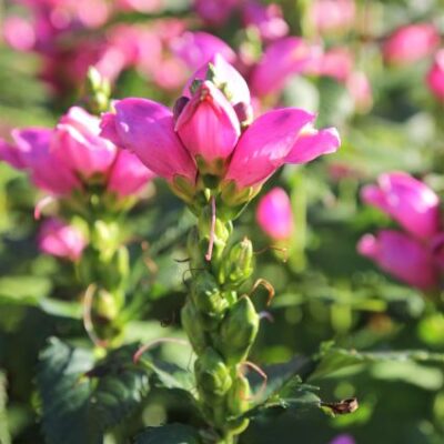 Hot Lips Turtlehead Garden Plant