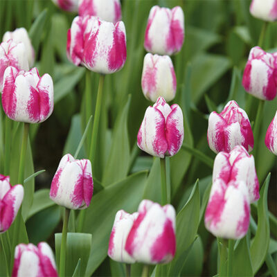 Hot Pants Tulip Garden Plant