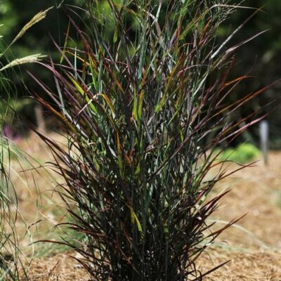 Hot Rod Switch Grass Garden Plant