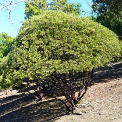 Howard McMinn Manzanita Garden Plant