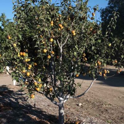 Hudson's Golden Gem Apple Tree Garden Plant