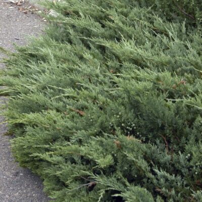 Hughes Juniper Garden Plant