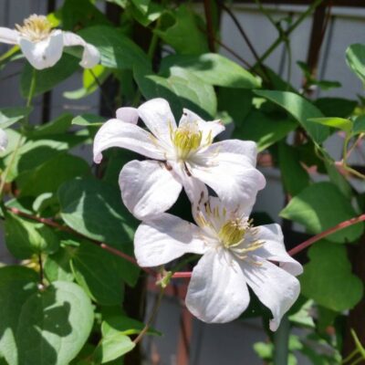 Huldine Clematis Garden Plant