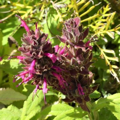 Hummingbird Sage Garden Plant
