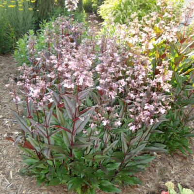 Husker Red Penstemon Garden Plant