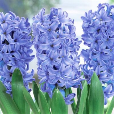 Hyacinth Delft Blue Garden Plant