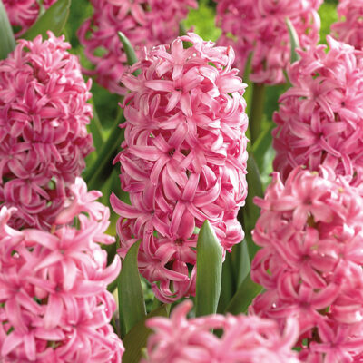 Hyacinth Pink Pearl Garden Plant