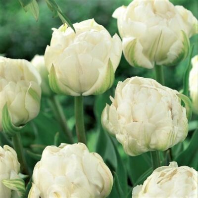 Ice Age Tulip Garden Plant