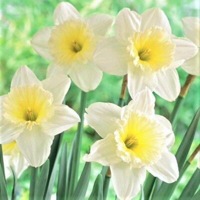 Ice Follies Daffodil Garden Plant