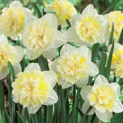 Ice King Double Daffodil Garden Plant