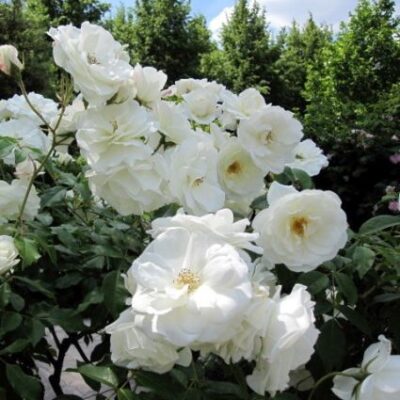 Iceberg Rose Tree Garden Plant