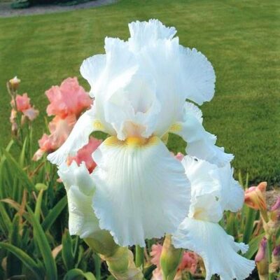 Immortality Tall Bearded Iris Garden Plant