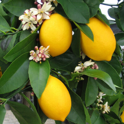 Improved Dwarf Meyer Lemon Trees Garden Plant